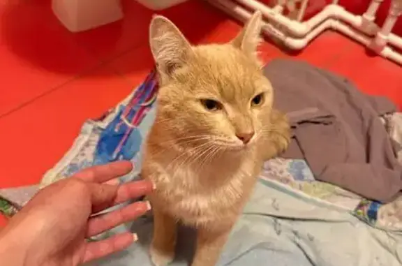 Найденные животные Томск, фото: Кошка найдена: пр. Ленина, 193, Томск