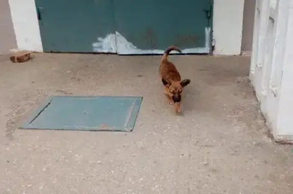 Найдена собака, Керчь, фото: Щенок найден: ул. Кирова, 83, Керчь