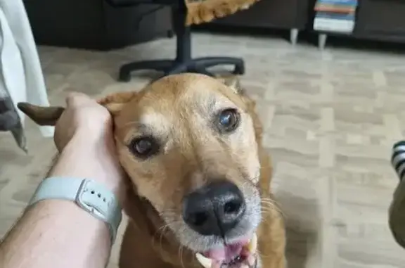 Собаки потеряшки, Самара, фото: Потеряшка собака Линда, Краснодонская 32а