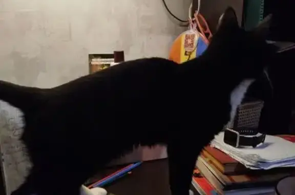 Пропала кошка