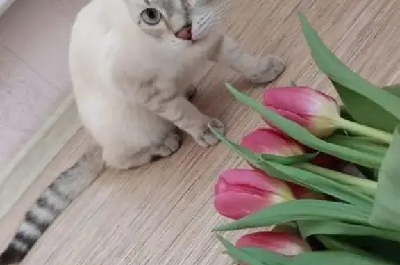 Пропала кошка, Тюмень