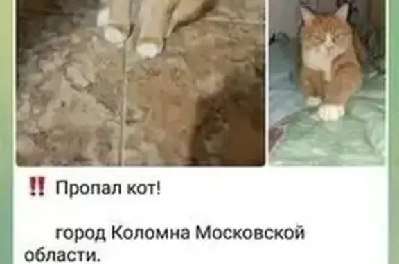 Кошки потеряшки, Коломна, фото: Потеряшка кошка, Коломна