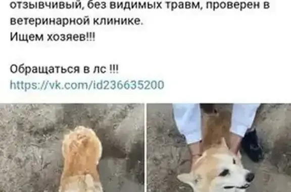 Найдена собака, Свердловская область, фото: Собака найдена: Екатеринбург, Свердловская область