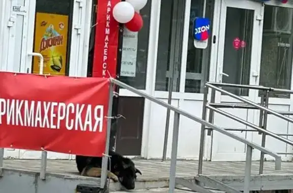 Найдена собака, Челябинск, фото: Найдена собака, Челябинск