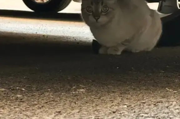 Найдена кошка, Санкт-Петербург, фото: Кошка найдена: Социалистическая ул. 8, СПб