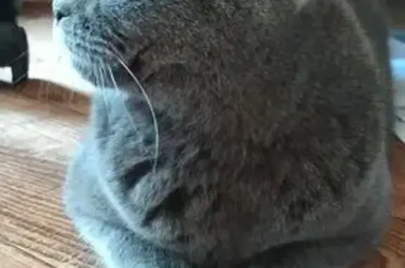 Найдена кошка, Ленинградский пр., 85