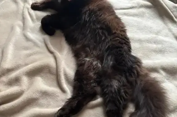 Кошки потеряшки, Красногорск, фото: Потеряшка кошка, Вокзальная 9, Красногорск