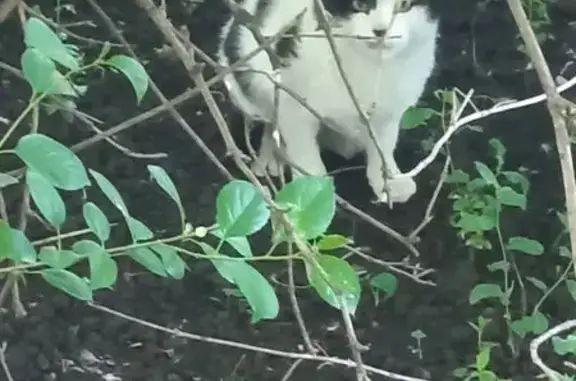 Найдена кошка, Тамбов