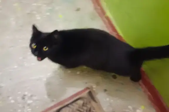 Кошка найдена: ул. Мира, 46, Клинцы