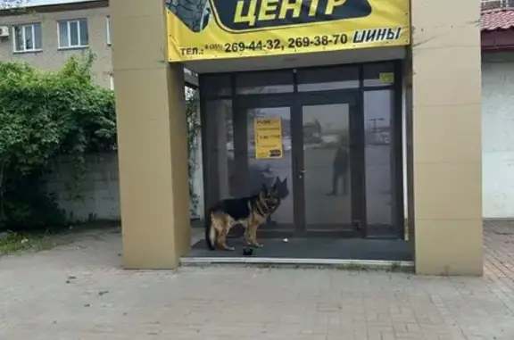 Найдена собака, Челябинск, фото: Найдена собака, Челябинск
