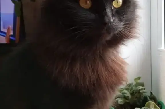 Пропала кошка