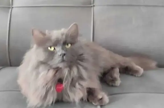 Кошки потеряшки, Казань, фото: Потеряшка кот Кекс, Тюлячинская 16, Казань