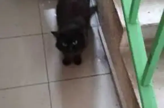 Найдена кошка, Казань, фото: Кошка найдена: Казань, ул. 2-я Старо-Аракчинская, 41А