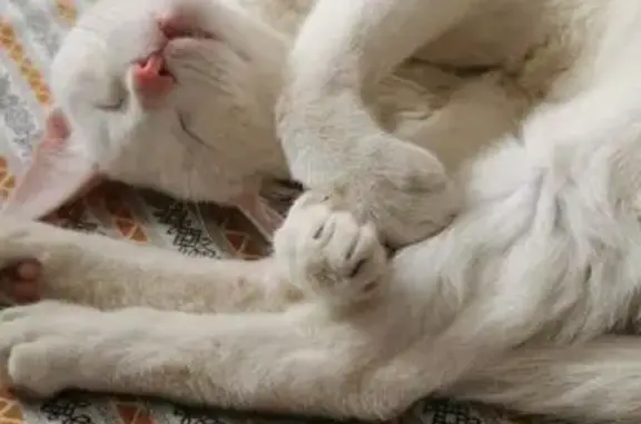 Найдена белая кошка, ул. Фадеева, 56-а