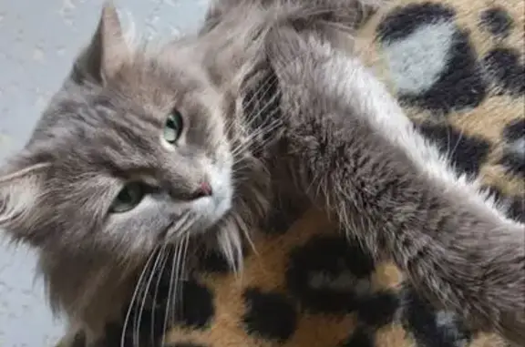 Кошки потеряшки, Ростов-на-Дону, фото: Потеряшка кошка, пр. 40 лет Победы, 16