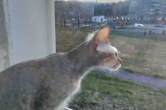 Потерянные животные Качканар, фото: Пропала кошка, 11-й м/р-н, 13, Качканар