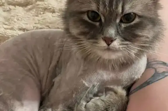 Пропала кошка, Вязьма