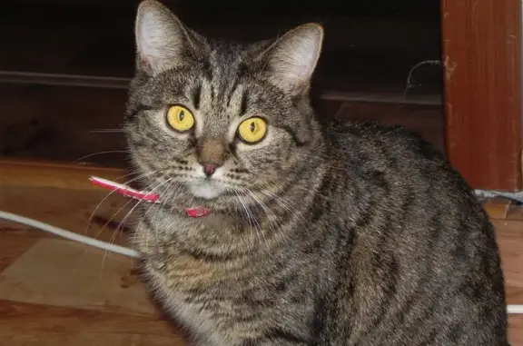 Пропала кошка, ул. Кутузова, 11а, Карасук