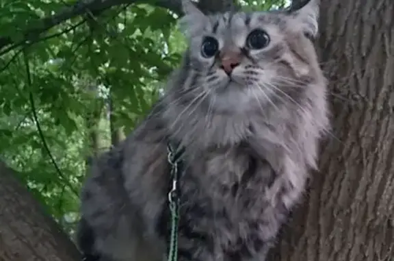 Пропала кошка, Серпухов