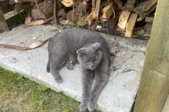 Пропала кошка, Калининград