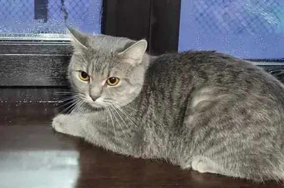 Потерянные животные Копейск, фото: Пропала кошка, ул. Успенского 5, Копейск