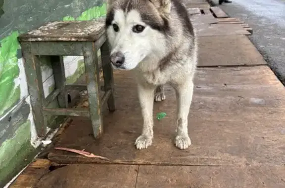 Хаски найдена у Ньютона 65, Ярославль