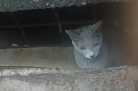 Найдена кошка, Москва