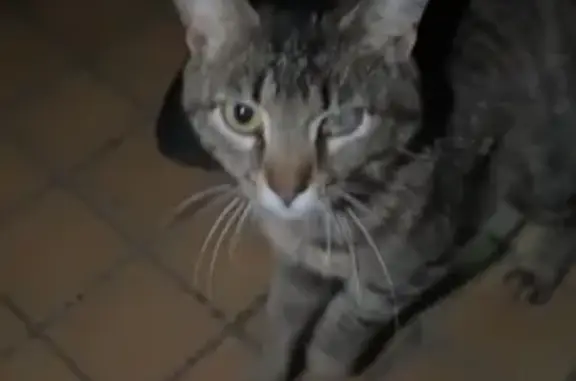 Найденные животные Набережные Челны, фото: Кошка найдена: ул. 17А Комплекс, 17А/22