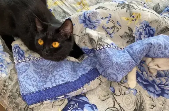 Пропала кошка, Новоуральск