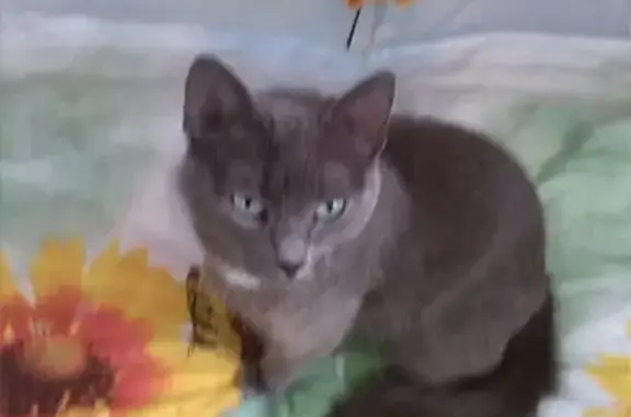 Пропала кошка, Иваново