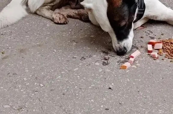 Найдена собака, Нижний Новгород, фото: Найдена собака, Нижний Новгород