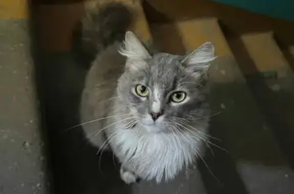 Кошка найдена: Пароменская 15, Псков