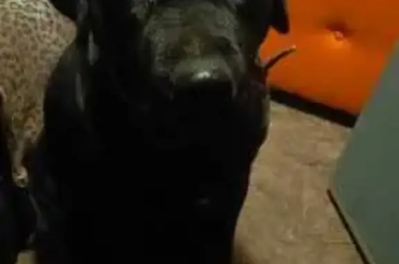 Потерянные животные Оренбург, фото: Пропала собака, Орская 87а, Оренбург