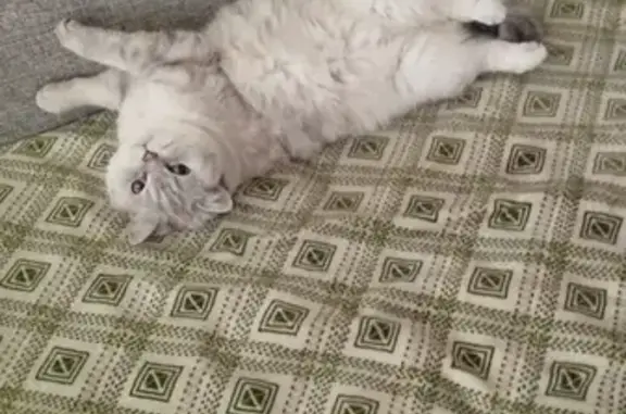 Потерянные животные Ижевск, фото: Пропала кошка, ул. 9 Января, 187, Ижевск