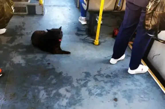 Собака найдена на Б. Садовой, 75, Ростов-на-Дону