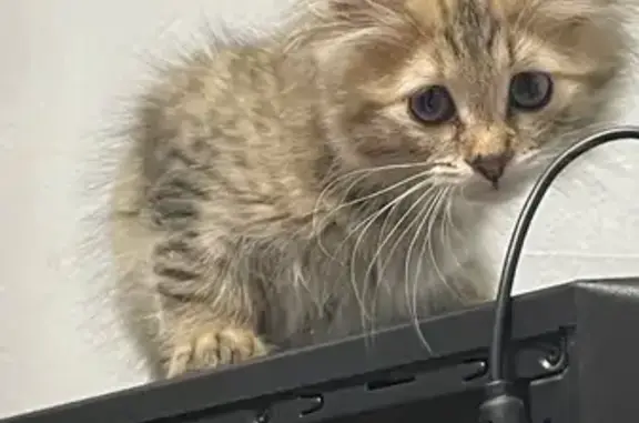 Кошки потеряшки, Челябинск, фото: Потеряшка кошка, пр. Победы 291-71, Челябинск