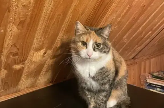 Пропала кошка, Балашиха