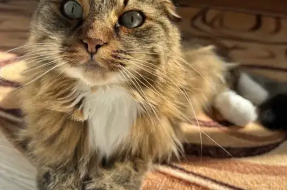 Кошки потеряшки, Дубна (Тульская обл.), фото: Потеряшка кошка, ул. Толстого, 11, Дубна