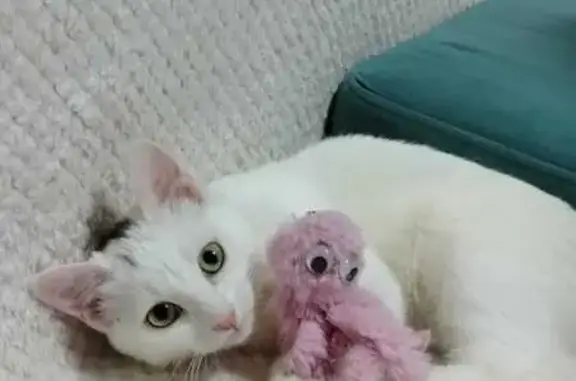 Кошки потеряшки, Якутск, фото: Потеряшка кошка, Якутская, 4 к.3, Якутск