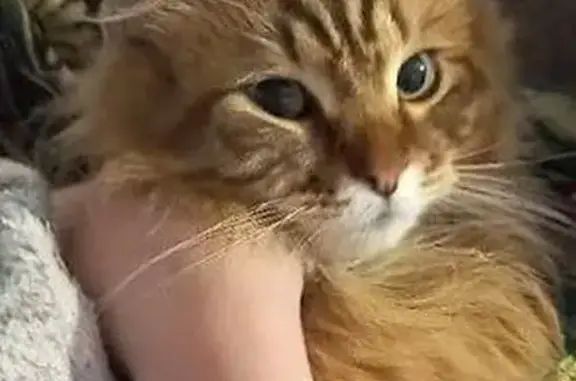 Кошки потеряшки, Мамоны, фото: Потеряшка кошка, Солнечная ул., 12, Южный