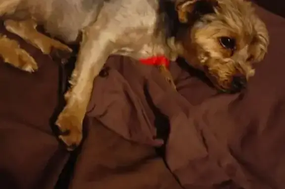 Собаки потеряшки, Смоленская область, фото: Потеряшка собака, Богородицкое, Смоленск