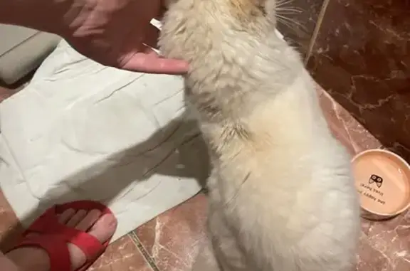 Кот найден: ул. Станиславского, 25, НН