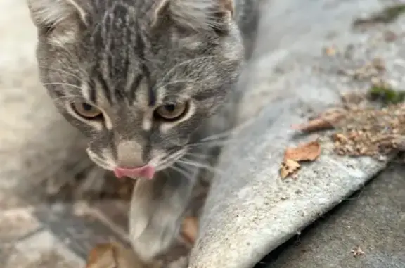 Кошки потеряшки, Вологда, фото: Потеряшка кошка, Вологда