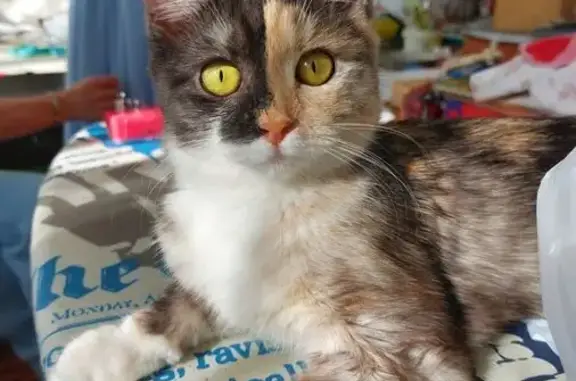 Кошки потеряшки, Иркутск, фото: Потеряшка кошка, ул. Шевцова 137А, Иркутск