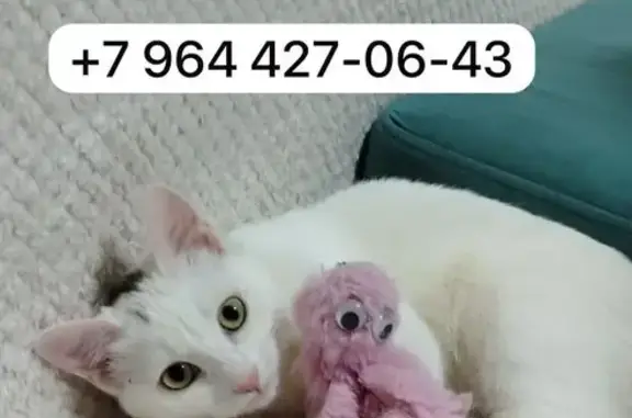 Кошки потеряшки, Якутск, фото: Потеряшка кошка, ул. Якутская, 4к3, Якутск