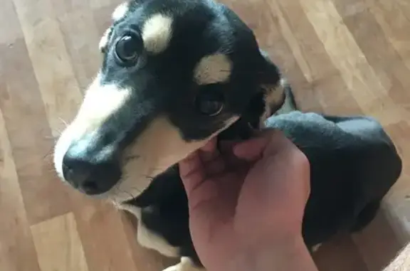 Собака найдена: Темерницкая 2/1, Ростов-на-Дону