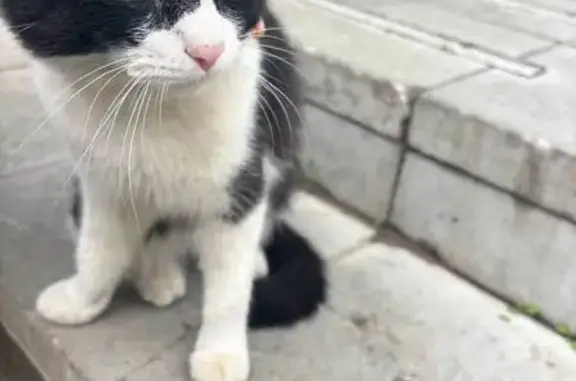 Кошка найдена, Капитанская 22А, Пермь