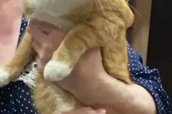 Найден рыжий кот, Тверь, пр. Октябрьский, 87