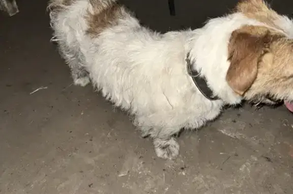 Найдена собака, Новая Усмань