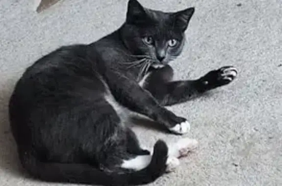 Потерянные животные Йошкар-Ола, фото: Пропала кошка, ул. Лебедева 46, Йошкар-Ола